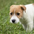 Kan een puppy van 8 weken oud zindelijk worden?